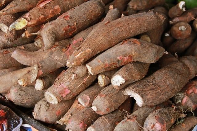 Produção de mandioca em Goiás registra crescimento significativo e se fortalece no estado