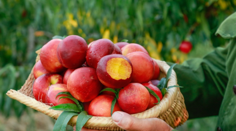 Produtor é multado em R$ 1 milhão após cultivar fruta comum e enfrenta pesadelo jurídico