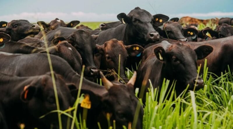 Rebanho bovino dos Estados Unidos atinge o menor nível em 75 anos, segundo relatório do USDA