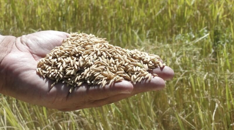 Rendimento de arroz no Rio Grande do Sul deve alcançar 175 sacas por hectare apesar das altas temperaturas, afirma Emater