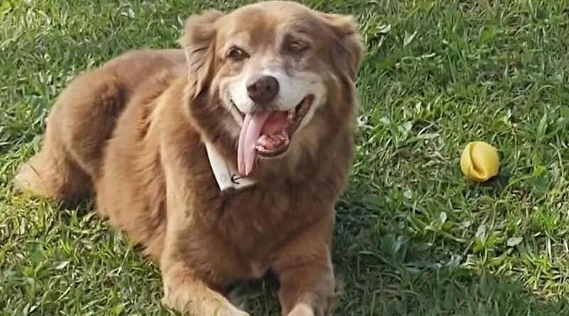 São Paulo aprova lei que autoriza sepultamento de cães e gatos em jazigos familiares