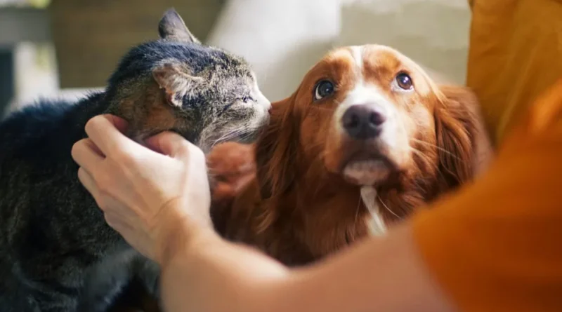 Senado aprova proteção a animais resgatados em desastres