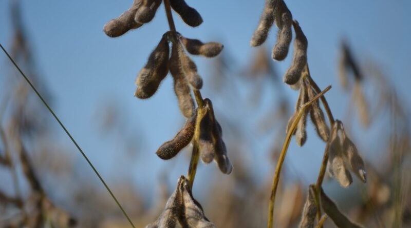 Soja encerra quarta-feira com negociações pontuais, preços variados e atenção ao clima