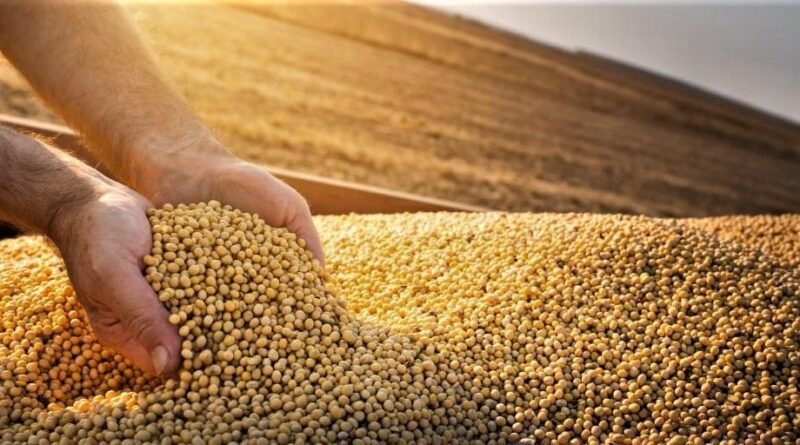 Soja se destaca com revisões otimistas do USDA e Conab que elevam números da produção