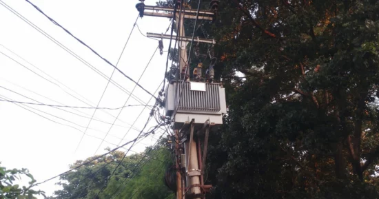 Startup brasileira desenvolve solução para mapear vegetação urbana e prevenir quedas de árvores