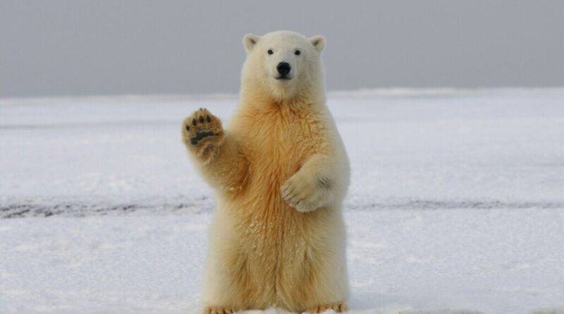 Ursos polares na Noruega apresentam aumento de peso e saúde, desafiando previsões de extinção