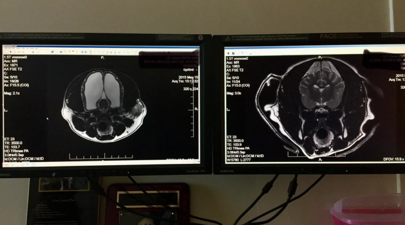 Veterinários ficam surpresos ao descobrir segredo inusitado na cabeça de cachorrinha após exame de rotina