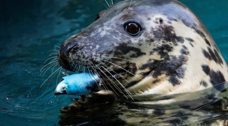 Vídeo de foca arrastando cachorro para o mar é manipulação com inteligência artificial