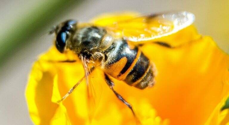 4º Encontro Abelheiro fortalece setor e expande oportunidades para apicultura e meliponicultura no Rio Grande do Sul