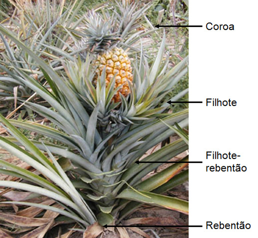 As 4 mudas do abacaxi