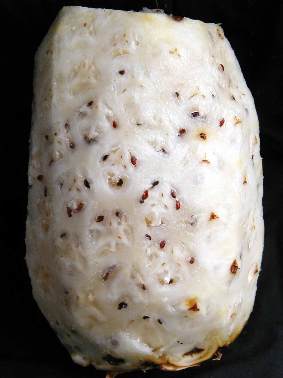 Abacaxi com sementes