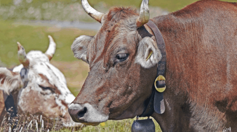 Abate de gado no Brasil registra aumento de 8,2% e atinge recorde