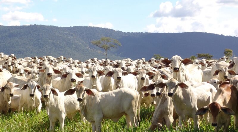 Aditivos para Bezerros de Desmama: Guia para Escolha Adequada