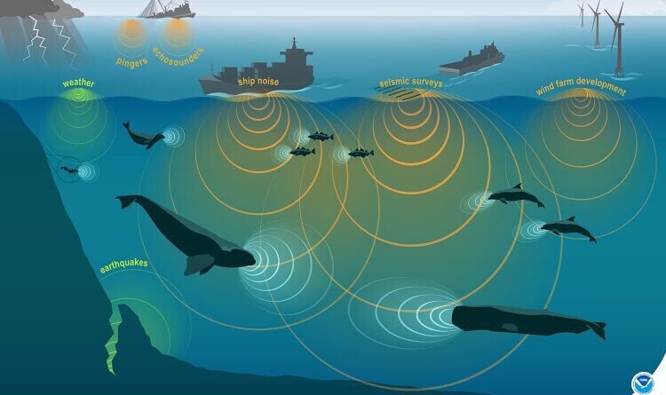 Alemanha sugere hélices silenciosas para mitigar impacto sonoro dos navios nos oceanos