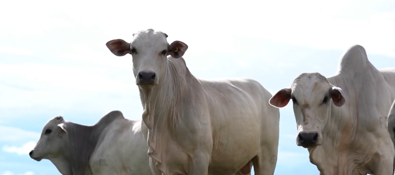 Alta do boi gordo é impulsionada por oferta limitada e desafios nas escalas de abate