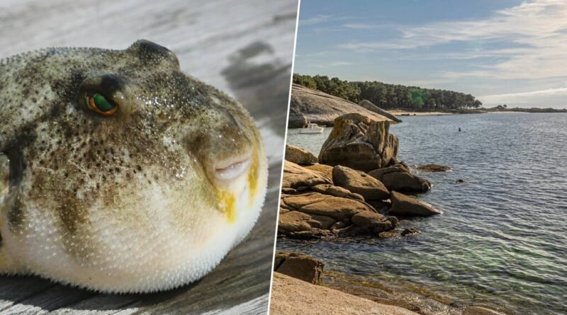Aumento da temperatura do mar no noroeste da Espanha provoca invasão de baiacus tropicais