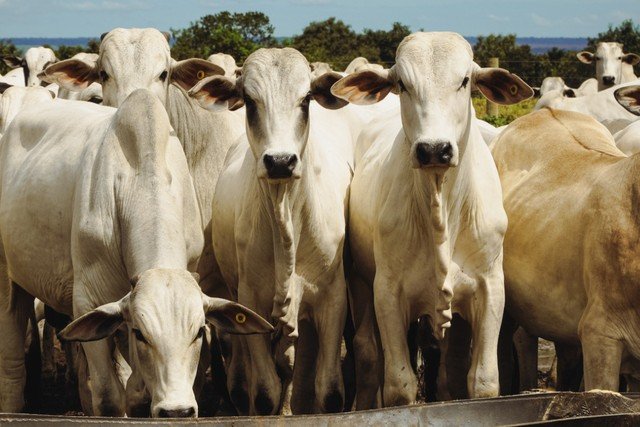 Aumento de 56,4% nos pedidos de recuperação judicial no setor agro em 2025, segundo Serasa