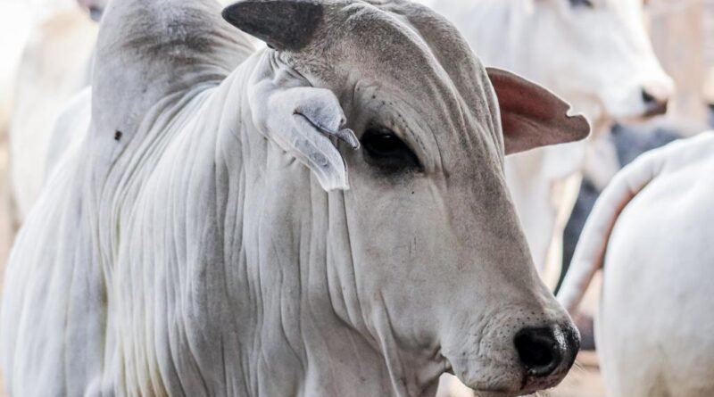 Aumento do preço do boi gordo é impulsionado por oferta limitada e demanda externa aquecida