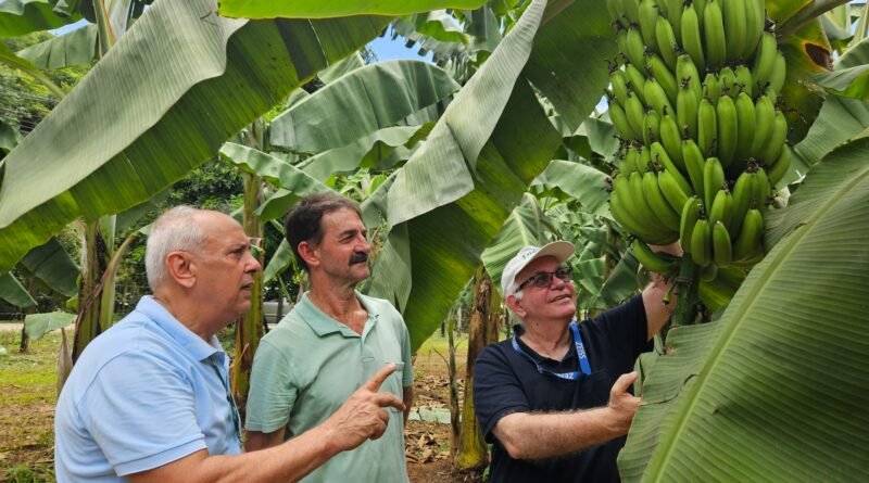 Banana ambrosia é lançada no mercado após 20 anos de pesquisa com alta resistência