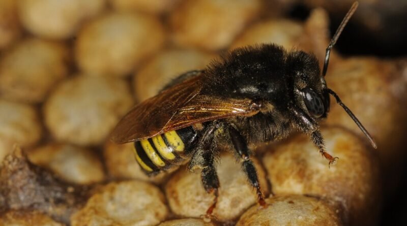 Brasil desenvolve invenção que promete ser o chocolate mais saudável do mundo, superando Suíça e Bélgica