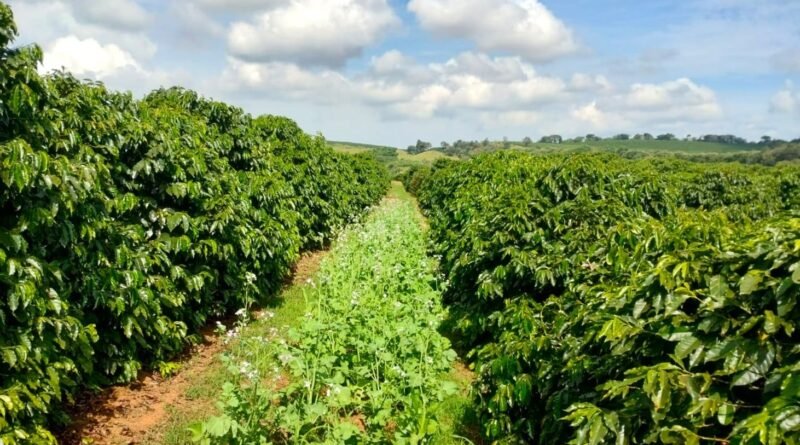 Cecafés e Emater unem forças para implementar práticas sustentáveis na agricultura