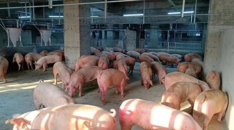 China investe em fazendas de suínos em arranha-céus e expande projeto para outros países