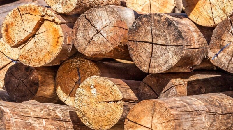 Cientistas brasileiros pesquisam formas de aumentar a durabilidade da madeira