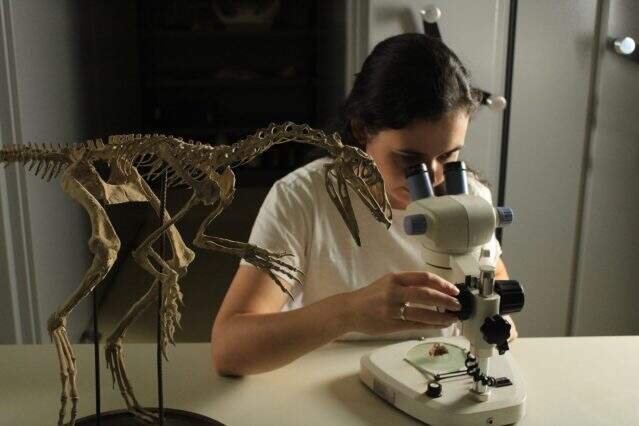 Cientistas da UFSM reconstroem cérebro de réptil de 233 milhões de anos encontrado no Rio Grande do Sul