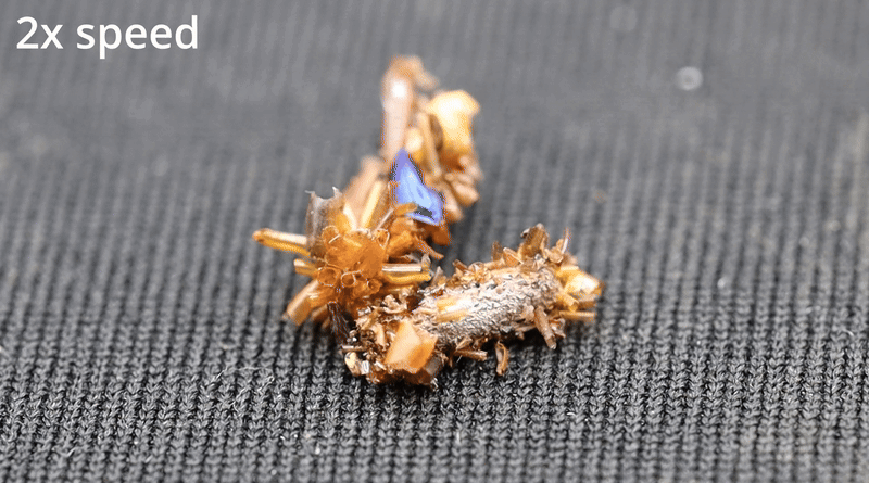 Cientistas descobrem minúscula criatura assustadora que sobrevive colecionando ossos, deixando grandes predadores em segundo plano