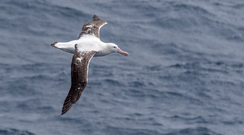 Cientistas revelam mistério dos céus: criatura consegue viver até 11 anos sem tocar o solo