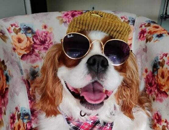 Cine Pets promove integração entre cinema, afeto e proteção animal em Porto Alegre