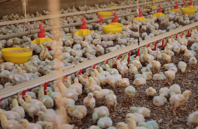 Conflito no Oriente Médio pode afetar mercado brasileiro de carne de frango, aponta análise da USP