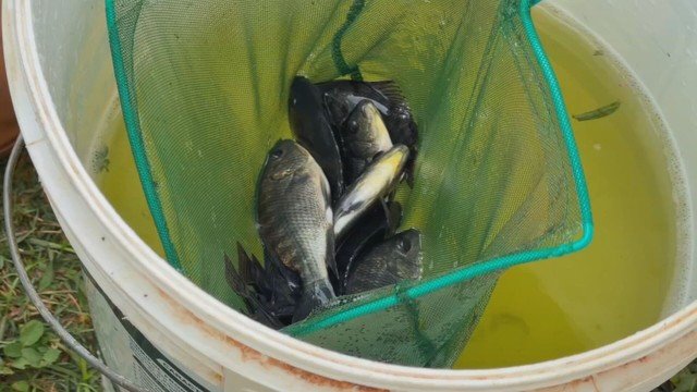 Crescimento da produção de tilápia no interior de São Paulo impulsionado por investimentos em tecnologia