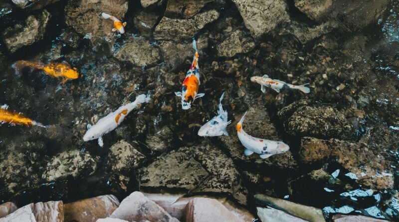 Declínio alarmante da fauna de água doce com 81% das populações de peixes migratórios em extinção