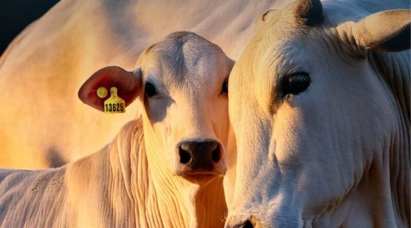 Desafios com bezerros natimortos nas fazendas de cria: informações essenciais para pecuaristas