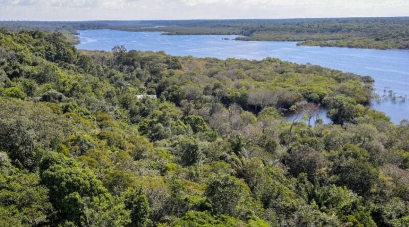 Desmatamento reduz em 30% nas áreas da Amazônia beneficiadas pelo Bolsa Verde