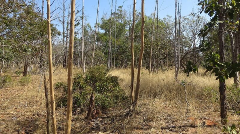 Estudo revela áreas agrícolas abandonadas no Cerrado por meio de inteligência artificial