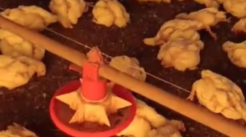 Falhas no fornecimento de energia causam morte de 20 mil aves em granja no Paraná