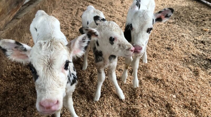 Fazendas brasileiras conseguem reduzir mortalidade de bezerras de 10% para menos de 3%