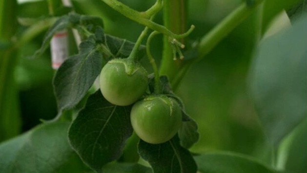 Fenômeno surpreende produtor em MG com 'tomatinhos' no pé de batata