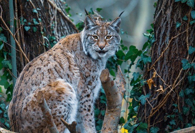 Francesa é processada após matar lince para proteger sua galinha