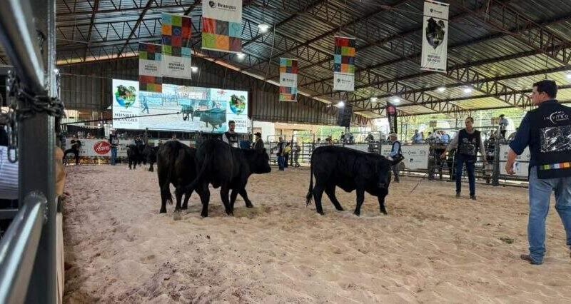 Gaúchos se destacam no Mundial Brangus