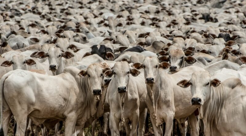 Guerra no Oriente Médio provoca queda na arroba do boi com análise dos impactos a curto prazo