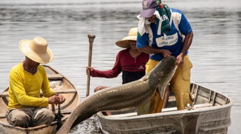 Ibama classifica pirarucu como espécie invasora e provoca polêmica entre produtores de peixes