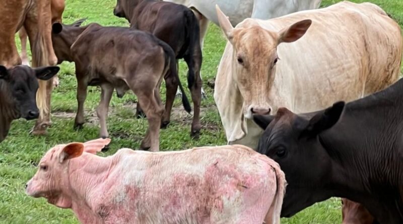 Identificação e tratamento de problemas de pele em bezerros