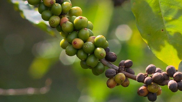 Ministro no ES afirma que carteira assinada para colheita de café reduz exploração e mantém benefícios como Bolsa Família