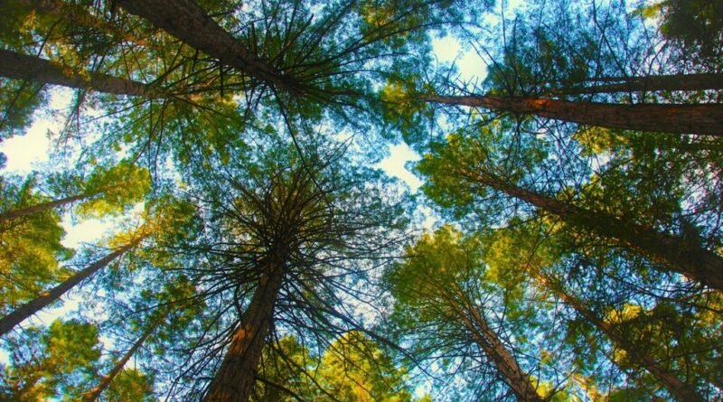 Nova Zelândia investe 150 milhões de dólares para conter plantio excessivo de pinheiros em montanhas