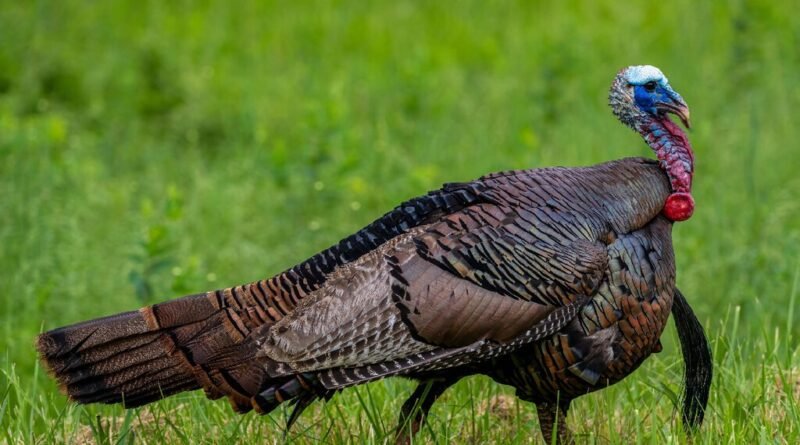 O paradoxo dos mapas e a confusão que levou dois países a compartilhar o nome de uma mesma ave