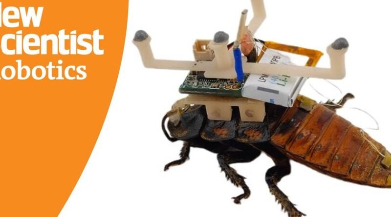 Pesquisadores criam ciborgue a partir de criatura repulsiva para nova força de trabalho na ciência