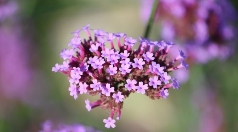 Plantas que Protegem: Cinco Alternativas Naturais para Substituir Inseticidas Perigosos e Proteger sua Saúde contra Mosquitos